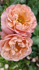 pink and yellow rose