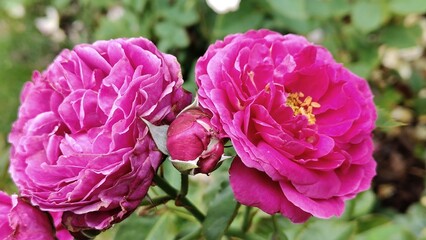 in the photo, flowers of the Mary Rose variety of roses