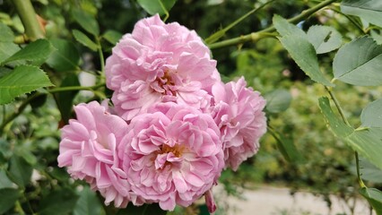 pink rose bush