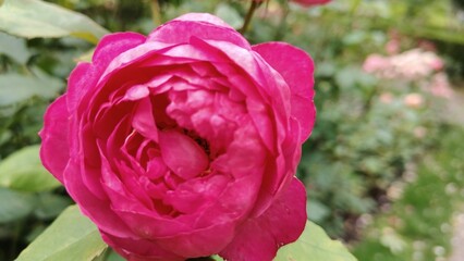 pink rose in garden
