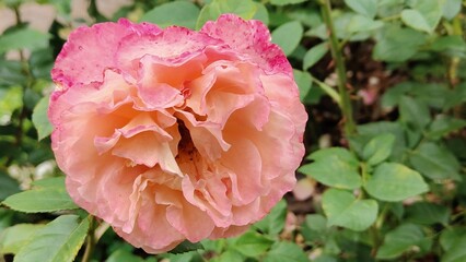 pink rose in garden