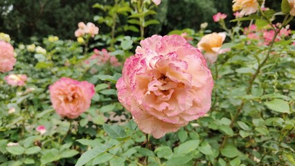 pink rose in garden