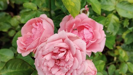 pink rose in the garden