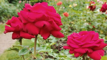 pink rose in garden