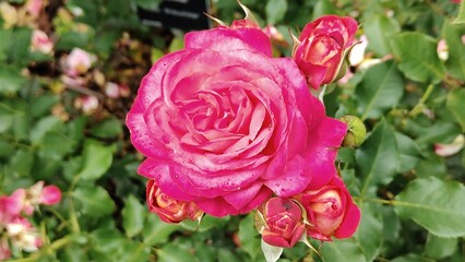 In the photo, a climbing rose of the Eden Rose variety