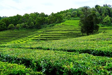 Panoramic view over the green tea fields of the Chá Gorreana tea plantation on Sao Miguel, the main island of the Azores.