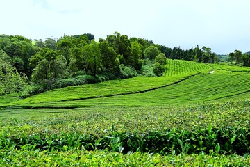 Panoramic view over the green tea fields of the Chá Gorreana tea plantation on Sao Miguel, the main island of the Azores.