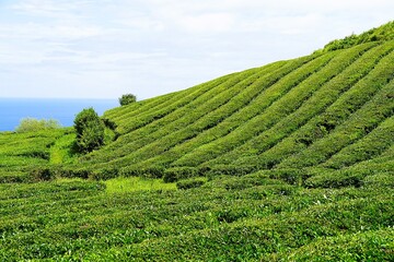 Panoramic view over the green tea fields of the Chá Gorreana tea plantation on Sao Miguel, the main island of the Azores.