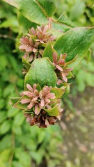 in the photo is hibiscus known as ashwagandha