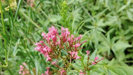 in the photo red valerian is also called centranthus