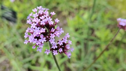 in the photo is the Bonar verbena plant