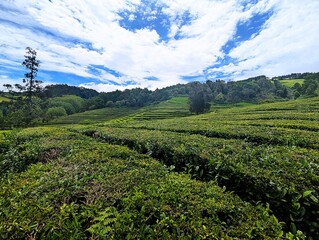 Panoramic view over the green tea fields of the Chá Gorreana tea plantation on Sao Miguel, the...