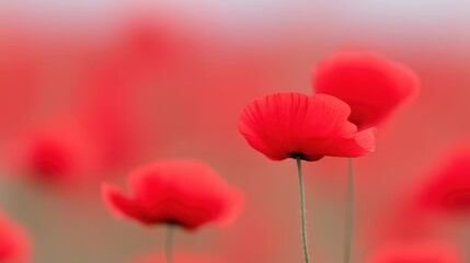 Fototapeta premium Vibrant red poppies sway gently in a lush green field, creating a stunning visual display of nature's beauty and tranquility under soft sunlight
