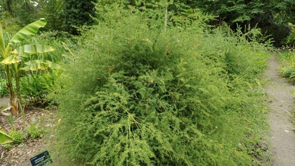 In the photo. Asparagus is depicted.