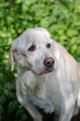 Senior Labrador retriever dog 15 years old