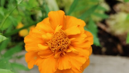 orange flower with dew drops