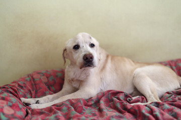 Senior Labrador retriever dog 15 years old lying on dog bed