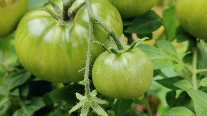 green tomatoes on the vine