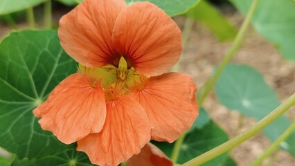 The nasturtium in the photo is large.