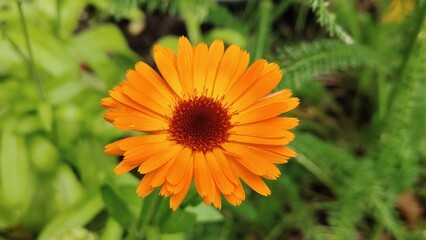 orange flower on green background