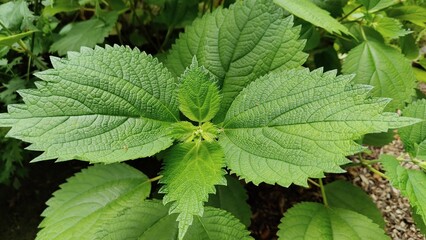 mint leaves in the garden