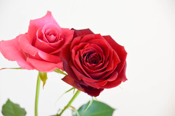 Obraz premium ピンクと赤のばら