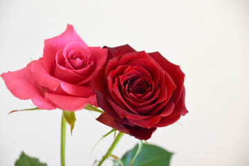 赤とピンクのばら