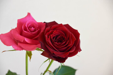 赤とピンクのばら