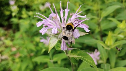 The photo shows a bumblebee pollinating a Monarda tubular flower.