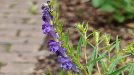 Baikal skullcap, also known as Baikal skullcap or Chinese skullcap.