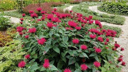 In the photo, a bush of flowers of Monarda bicolor