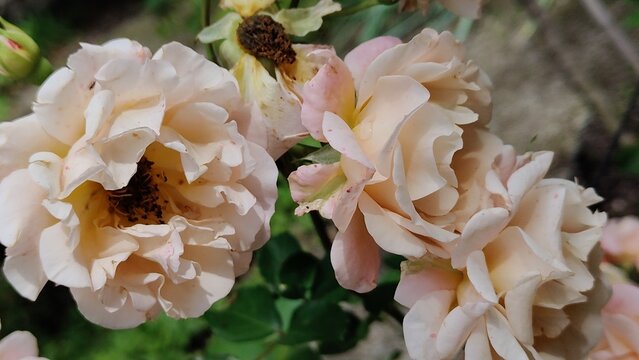 In the photo, the hybrid musk rose is known for its delicate apricot-yellow flowers.