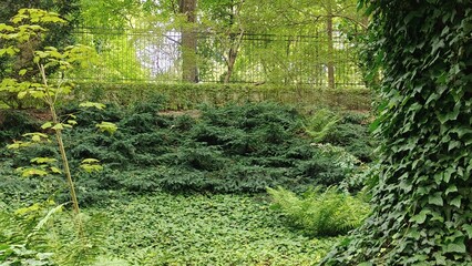 Obraz premium In the photo, the area is covered with thick green moss. It resembles a carpet. A.