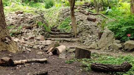 tree roots in the ground