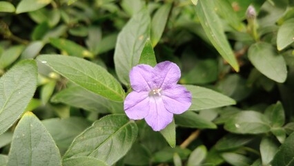 In the photo, ruellia is squat or low.