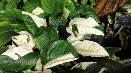 in the photo spathiphyllum is known as female happiness
