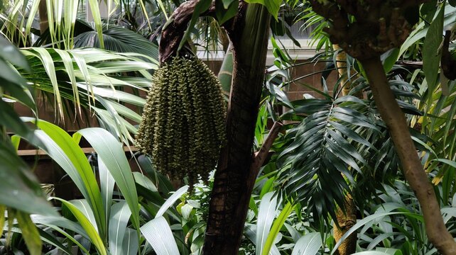 in the photo, the caryopsis plant is known as the fishtail palm