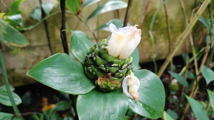 in the photo, a plant of the Costus family known as Masonry