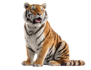 Obraz premium Realistic smiling tiger sitting isolated transparent background