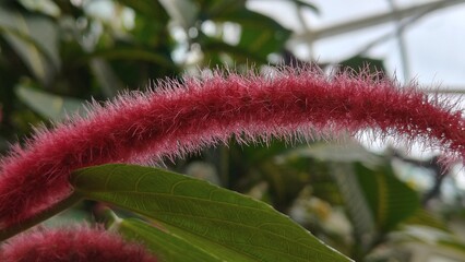 in the photo the plant amaranth caudate is known as foxtail