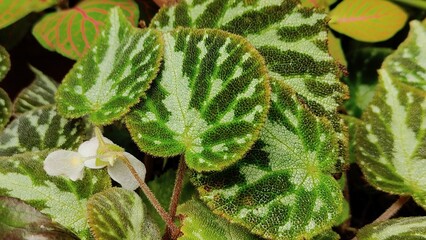 in the photo is a Mason begonia flower