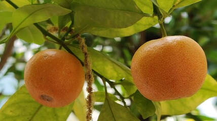 oranges on tree