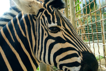 Portrait of curious zebra inside enclosure cage looking at camera in zoo. Head of zebra animal sniffing camera lens turning head and looking through metal grid of cage. Keeping animals in captivity.
