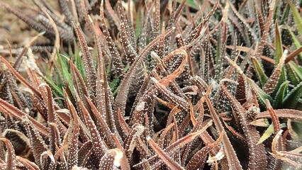 in the photo a type of cactus