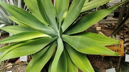 Obraz premium close up of a banana tree