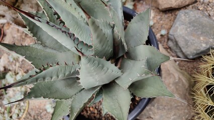 cactus close up