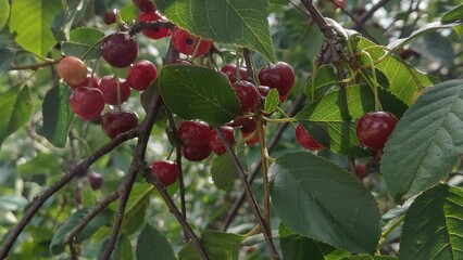red cherries on a tree