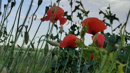 poppy flowers in the field
