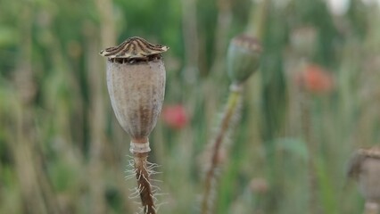 Photo of dry poppy in the wind.