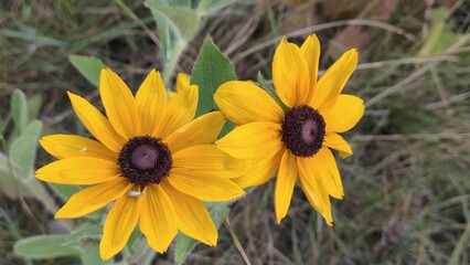 The photo shows a flower that is probably a brilliant rudbeckia.